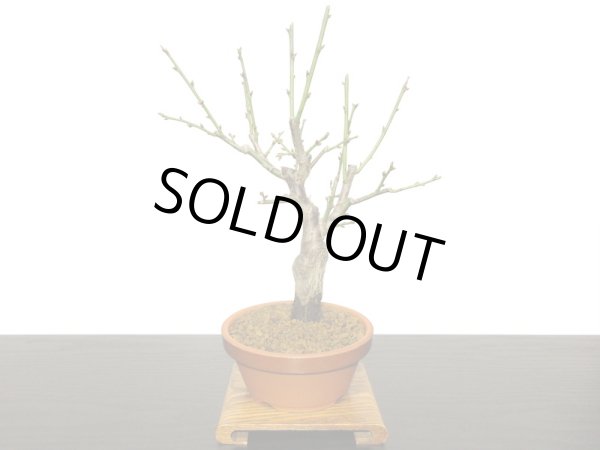 画像4: 花梅　「玉牡丹」　貴風盆栽素材 (4)