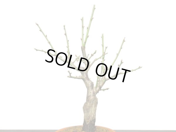 画像6: 花梅　「玉牡丹」　貴風盆栽素材 (6)