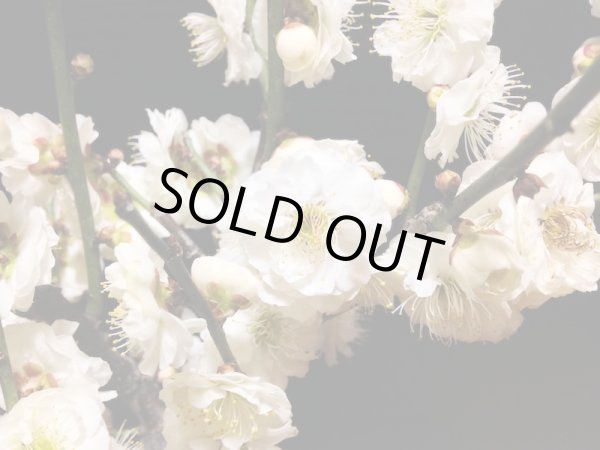 画像2: 花梅　「玉牡丹」　貴風盆栽素材 (2)