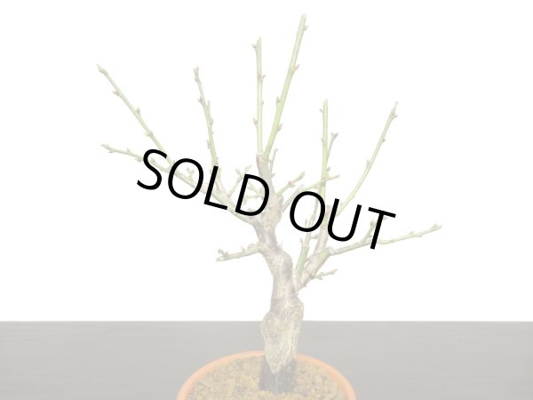 画像5: 花梅　「玉牡丹」　貴風盆栽素材 (5)