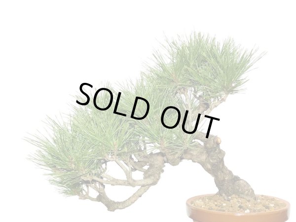 画像2: 赤松 貴風盆栽素材 (2)