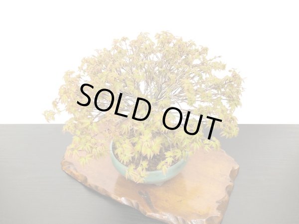 画像5: 清姫もみじ 貴風盆栽 (5)