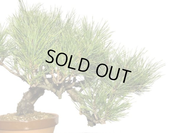 画像6: 赤松 貴風盆栽素材 (6)