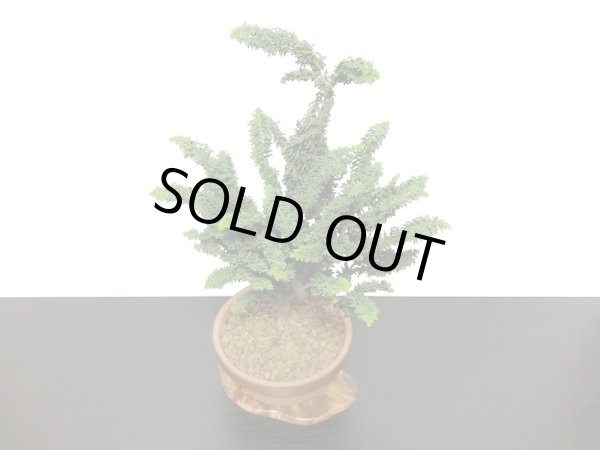 画像5: 石化檜 貴風盆栽素材 (5)