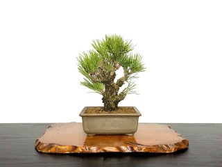 格安盆栽素材/生産品紹介/清姫もみじ 貴風盆栽 販売/通販のFROM