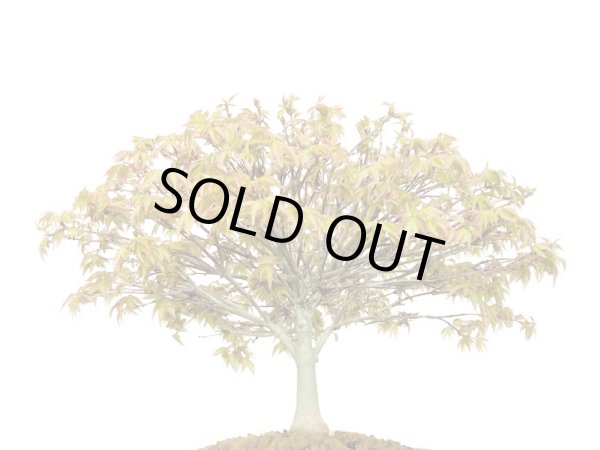 画像4: 清姫もみじ 貴風盆栽 (4)