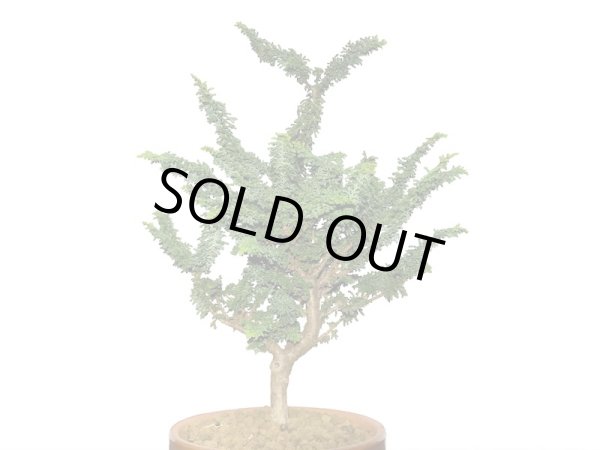 画像2: 石化檜 貴風盆栽素材 (2)