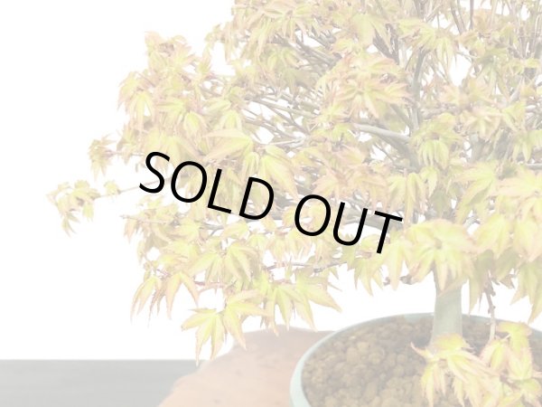 画像3: 清姫もみじ 貴風盆栽 (3)