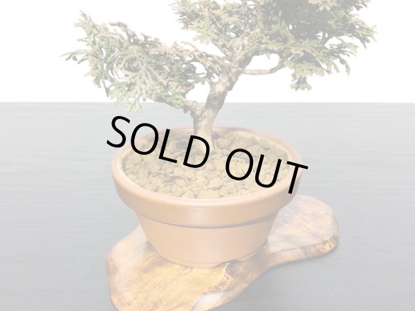 画像5: 津山檜 小品盆栽素材 (5)