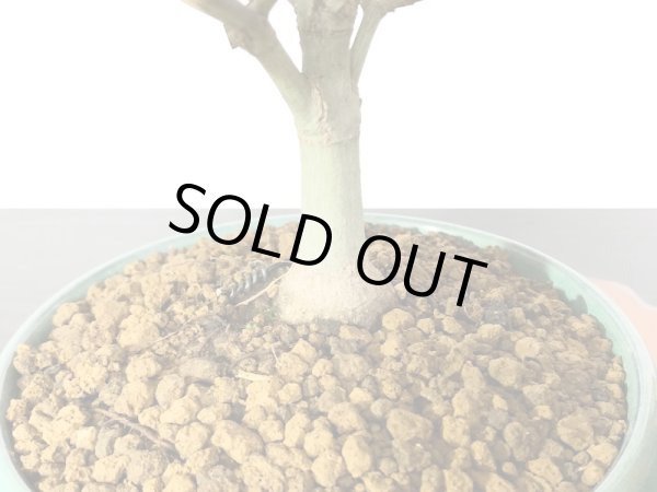 画像6: 清姫もみじ 貴風盆栽 (6)