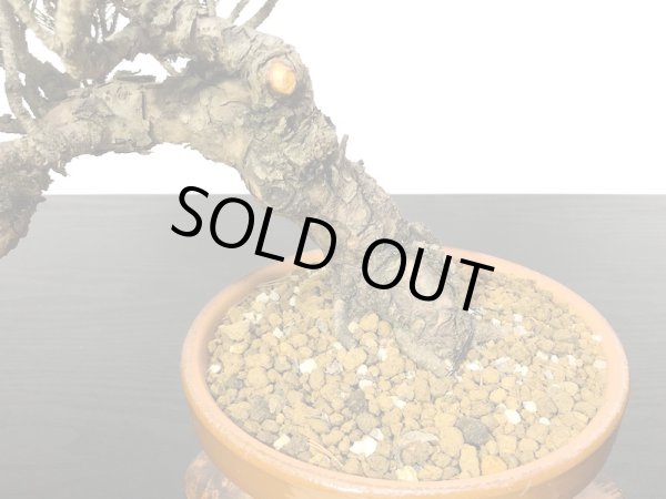 画像4: 赤松 貴風盆栽素材 (4)