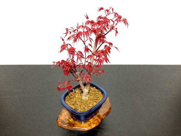 画像7: 出猩々もみじ 貴風盆栽素材 (7)