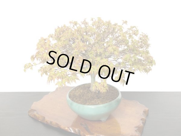 画像2: 清姫もみじ 貴風盆栽 (2)