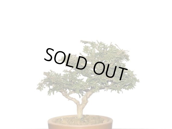 画像6: 津山檜 小品盆栽素材 (6)