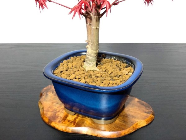画像6: 出猩々もみじ 貴風盆栽素材 (6)