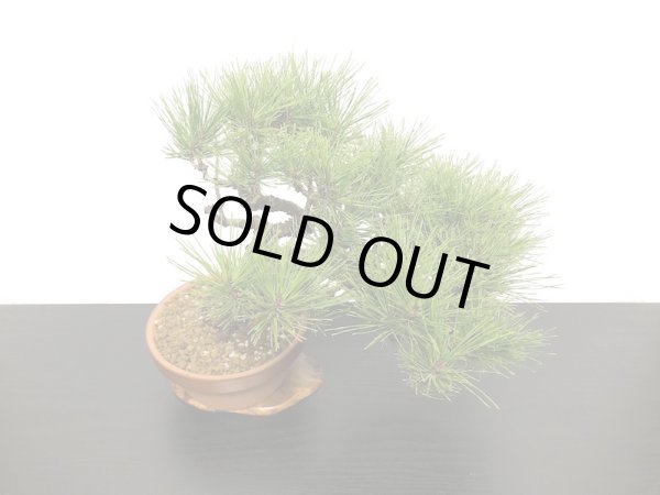 画像7: 赤松 貴風盆栽素材 (7)