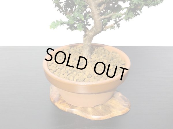 画像6: 石化檜 貴風盆栽素材 (6)