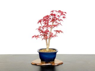 格安盆栽素材/生産品紹介/獅子頭もみじ（取り木） 小品ミニ盆栽