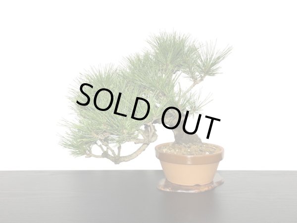 画像5: 赤松 貴風盆栽素材 (5)