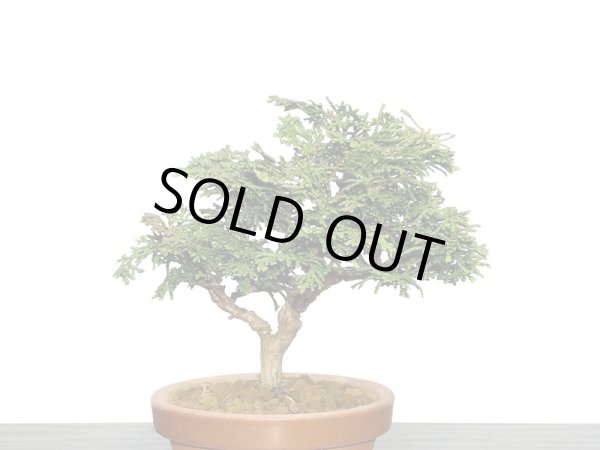 画像2: 津山檜 小品盆栽素材 (2)