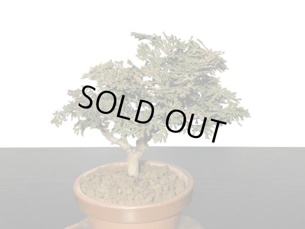 画像4: 津山檜 小品盆栽素材 (4)