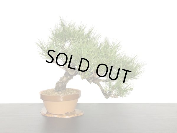 画像3: 赤松 貴風盆栽素材 (3)