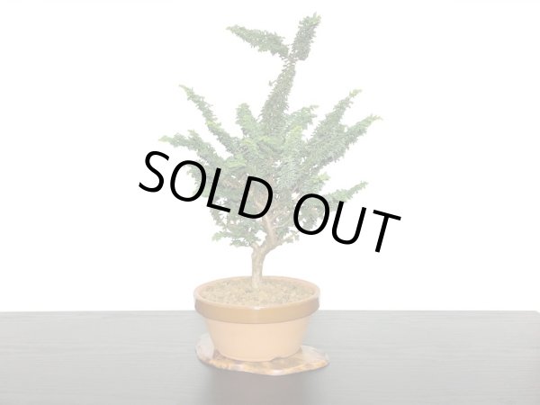 画像4: 石化檜 貴風盆栽素材 (4)