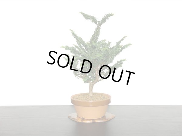 画像7: 石化檜 貴風盆栽素材 (7)