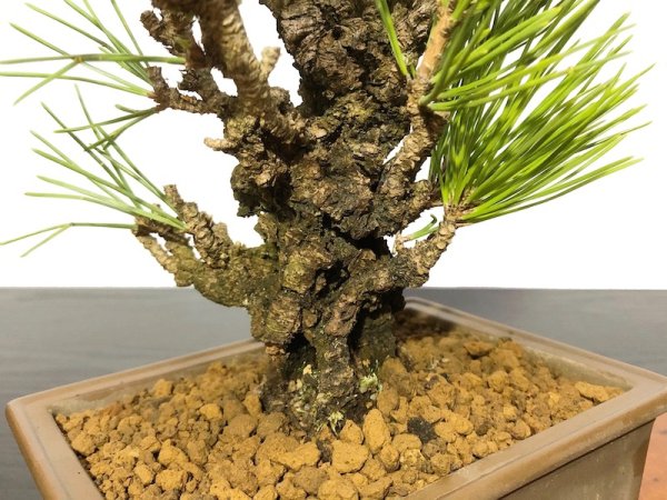 画像4: 錦松 夢錦 小品盆栽 (4)