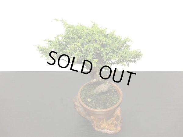 画像6: 糸魚川真柏 小品盆栽素材  (6)