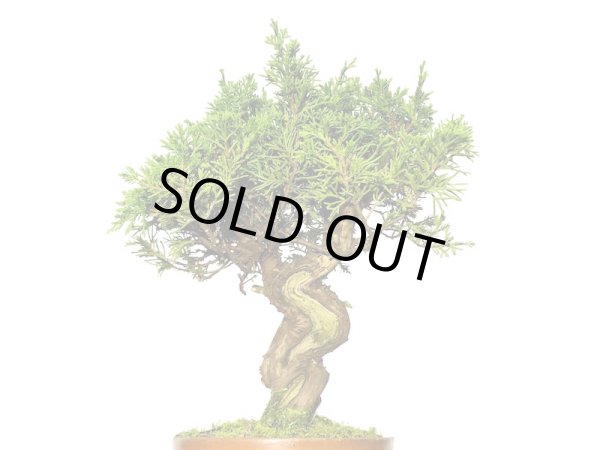 画像2: 糸魚川真柏　小品盆栽素材 (2)