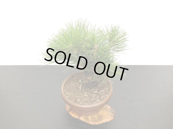 画像7: 黒松 小品盆栽素材 (7)