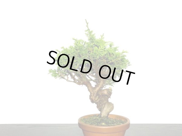 画像4: 糸魚川真柏 小品盆栽素材  (4)