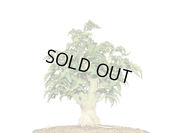 画像5: 獅子頭もみじ（取り木）　小品ミニ盆栽素材 (5)