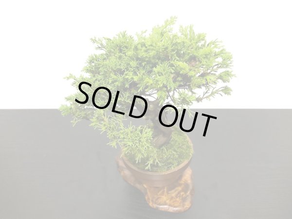 画像6: 糸魚川真柏　小品盆栽素材 (6)