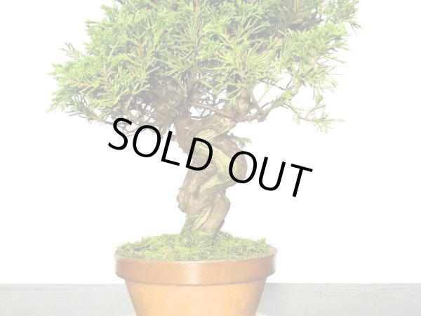 画像3: 糸魚川真柏　小品盆栽素材 (3)