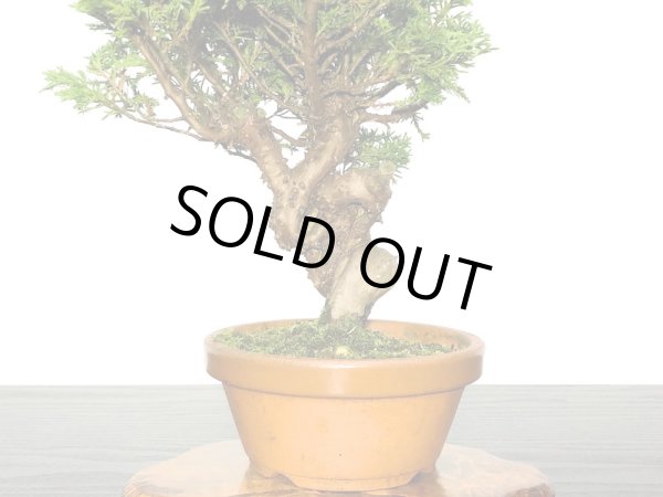 画像3: 糸魚川真柏 小品盆栽素材  (3)