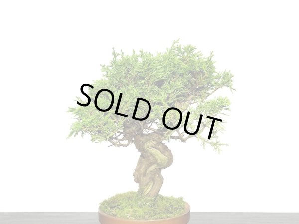 画像4: 糸魚川真柏　小品盆栽素材 (4)