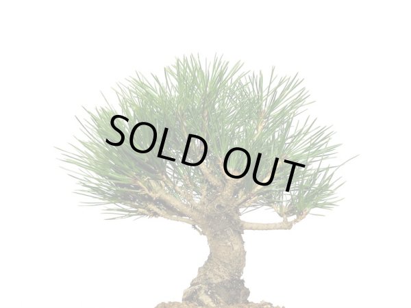 画像2: 黒松 小品盆栽素材 (2)