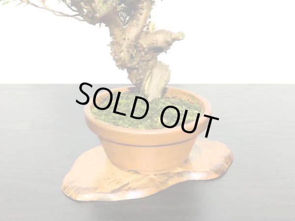 画像5: 糸魚川真柏 小品盆栽素材  (5)