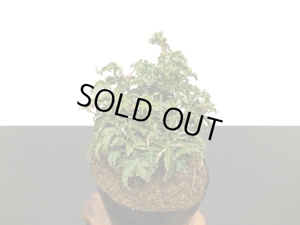 画像6: 獅子頭もみじ（取り木）　小品ミニ盆栽素材 (6)