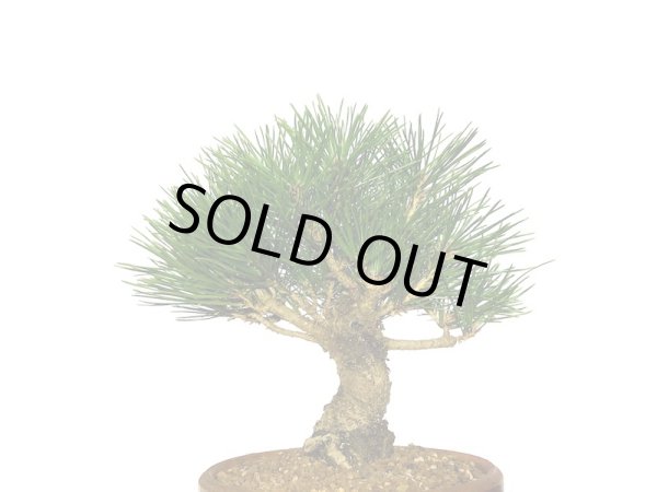 画像4: 黒松 小品盆栽素材 (4)