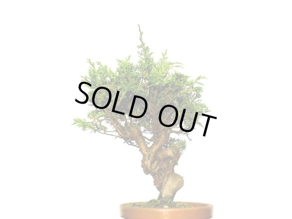 画像2: 糸魚川真柏 小品盆栽素材  (2)