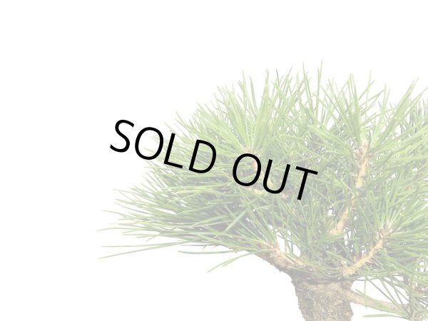 画像6: 黒松 小品盆栽素材 (6)