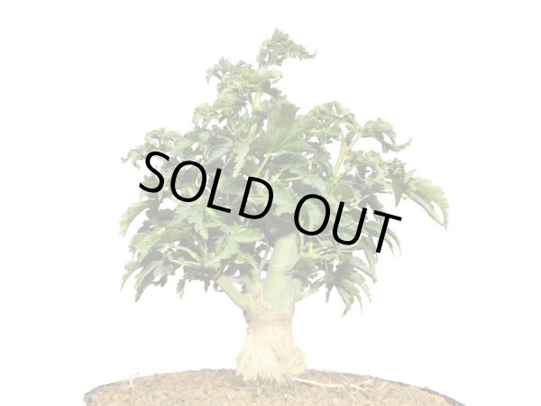 画像2: 獅子頭もみじ（取り木）　小品ミニ盆栽素材 (2)