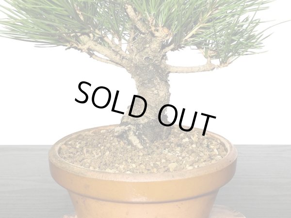 画像3: 黒松 小品盆栽素材 (3)