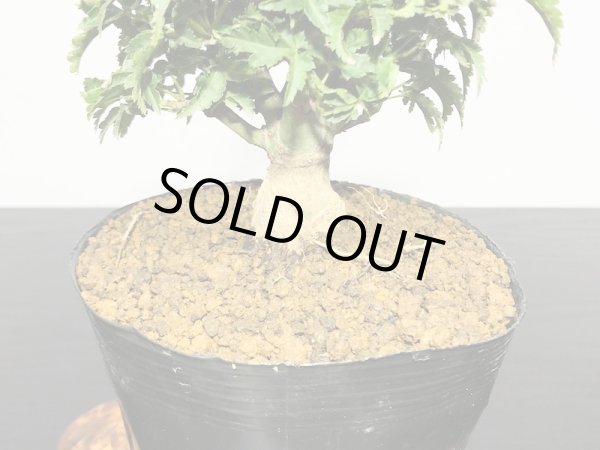 画像4: 獅子頭もみじ（取り木）　小品ミニ盆栽素材 (4)