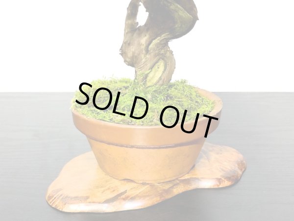 画像5: 糸魚川真柏　小品盆栽素材 (5)