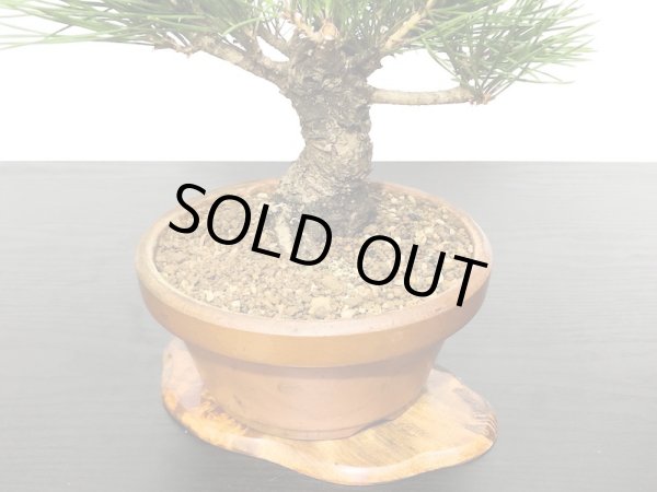 画像5: 黒松 小品盆栽素材 (5)