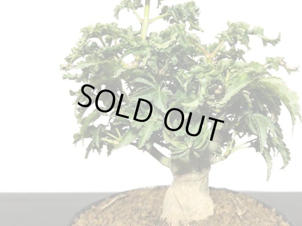 画像3: 獅子頭もみじ（取り木）　小品ミニ盆栽素材 (3)